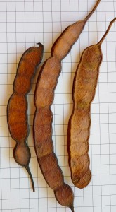 Fig. 1: Frutos de Curupay Fig. 1: Frutos de Curupay