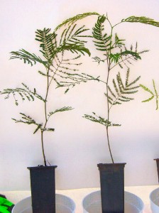 Fig. 5: Plantines en tubetes de 140 cm3 a los 3 meses Fig. 5: Plantines en tubetes de 140 cm3 a los 3 meses