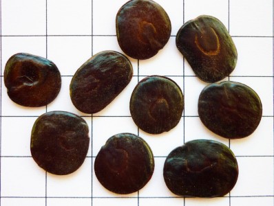 Fig. 2: Semillas de Curupay Fig. 2: Semillas de Curupay